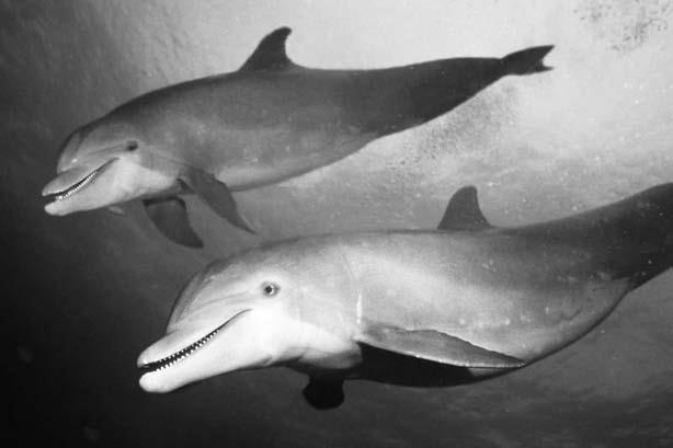 Удивительная генетика