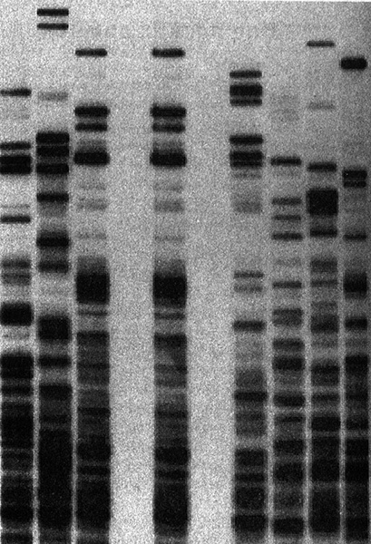 Приспособиться и выжить! ДНК как летопись эволюции Приспособиться и выжить! ДНК как летопись эволюции