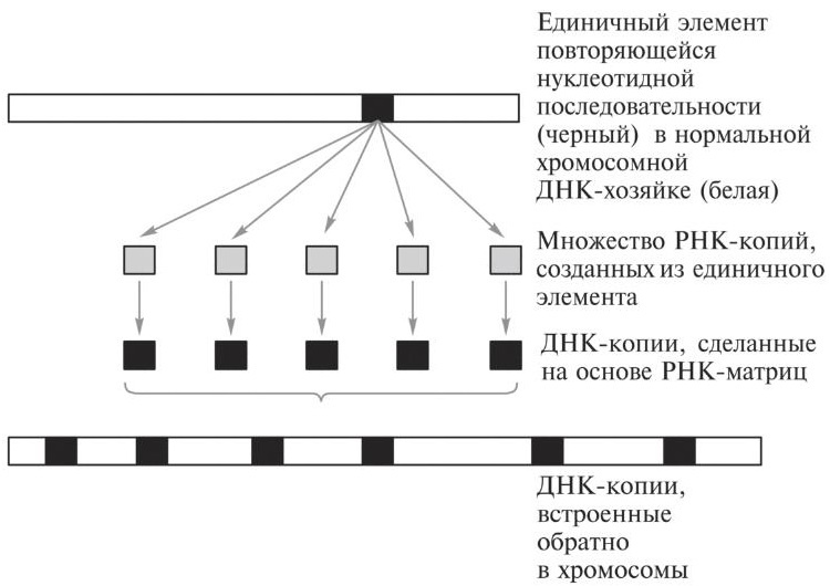 Мусорная ДНК. Путешествие в темную материю генома