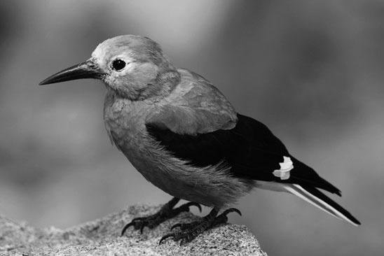 Почему девочки не хуже мальчиков разбираются в математике Почему девочки не хуже мальчиков разбираются в математике