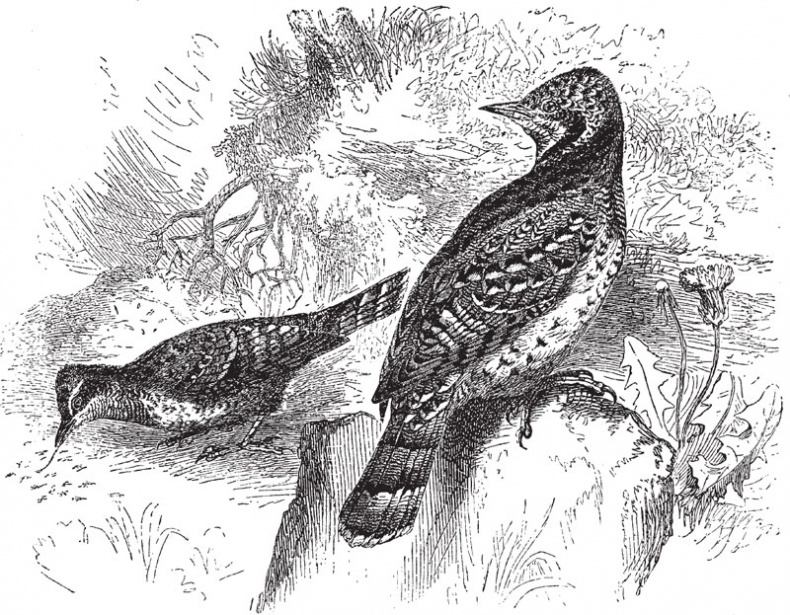 Из царства пернатых. Популярные очерки из мира русских птиц