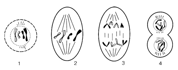 Темы школьного курса. Размножение организмов. Деление клеток. Способы размножения организмов. Онтогенез Темы школьного курса. Размножение организмов. Деление клеток. Способы размножения организмов. Онтогенез