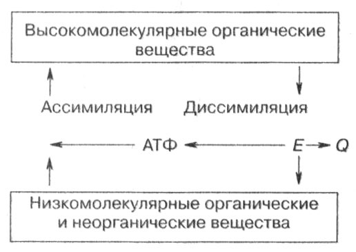 Биология: Обмен веществ и энергии в клетках организма