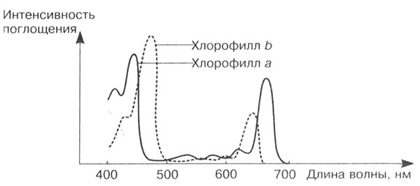 Биология: Обмен веществ и энергии в клетках организма Биология: Обмен веществ и энергии в клетках организма