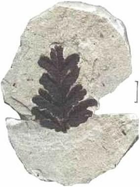 Растения. Параллельный мир