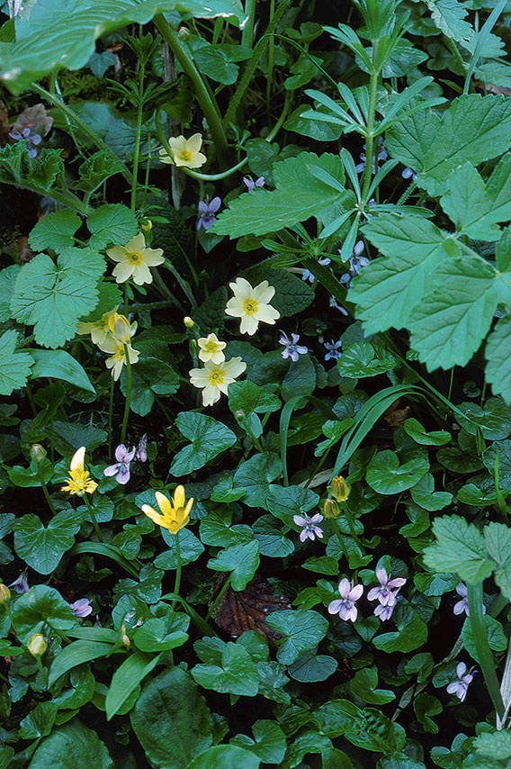 Какое дерево росло в райском саду?