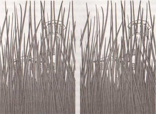 Революция в зрении. Что, как и почему мы видим на самом деле