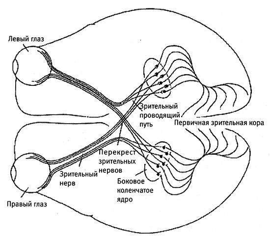 Хозяева Земли. Социальное завоевание планеты человечеством
