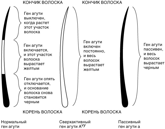 Эпигенетика. Как современная биология переписывает наши представления о генетике, заболеваниях и наследственности