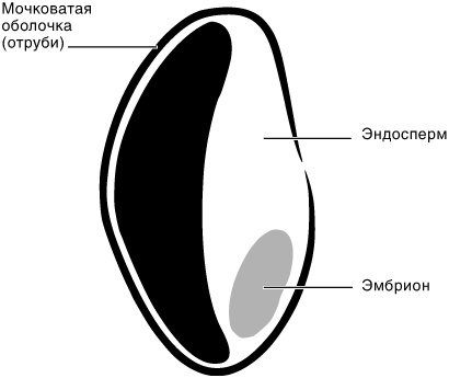 Эпигенетика. Как современная биология переписывает наши представления о генетике, заболеваниях и наследственности Эпигенетика. Как современная биология переписывает наши представления о генетике, заболеваниях и наследственности