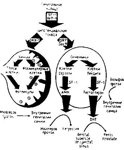 Тайны пола. Мужчина и женщина в зеркале эволюции