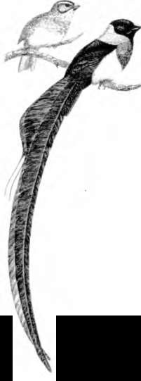 Тайны пола. Мужчина и женщина в зеркале эволюции