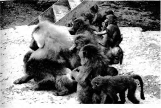 Тайны пола. Мужчина и женщина в зеркале эволюции