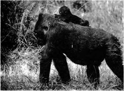 Тайны пола. Мужчина и женщина в зеркале эволюции