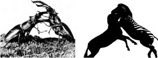 Тайны пола. Мужчина и женщина в зеркале эволюции