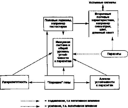 Тайны пола. Мужчина и женщина в зеркале эволюции
