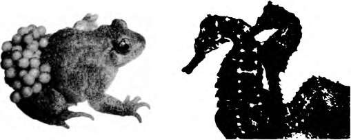 Тайны пола. Мужчина и женщина в зеркале эволюции