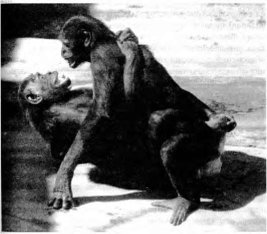 Тайны пола. Мужчина и женщина в зеркале эволюции