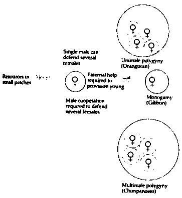 Тайны пола. Мужчина и женщина в зеркале эволюции