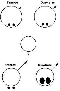 Тайны пола. Мужчина и женщина в зеркале эволюции
