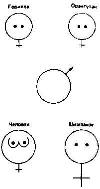 Тайны пола. Мужчина и женщина в зеркале эволюции Тайны пола. Мужчина и женщина в зеркале эволюции