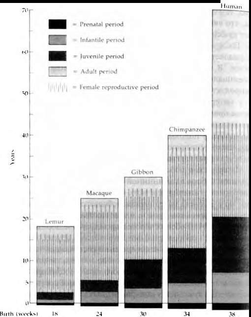 Тайны пола. Мужчина и женщина в зеркале эволюции Тайны пола. Мужчина и женщина в зеркале эволюции