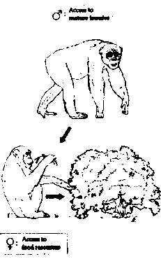 Тайны пола. Мужчина и женщина в зеркале эволюции