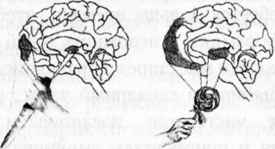 Мозг онлайн. Человек в эпоху Интернета