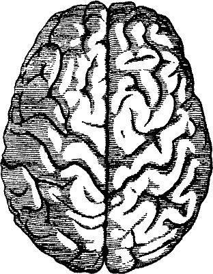 Занимательная физиология