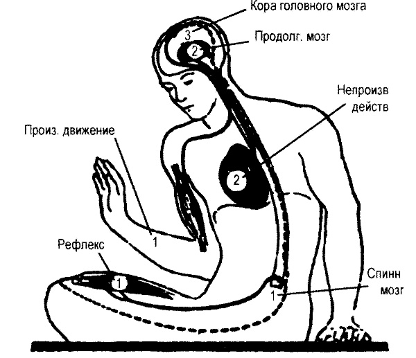 Занимательная физиология