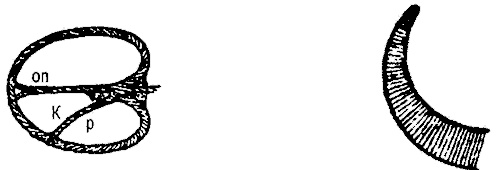 Занимательная физиология