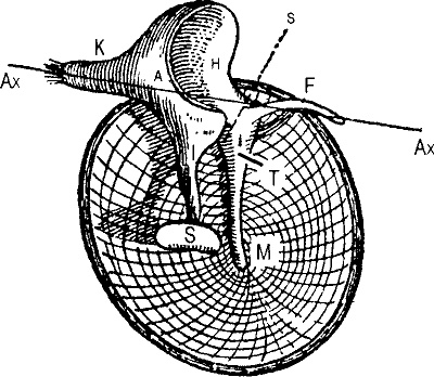 Занимательная физиология