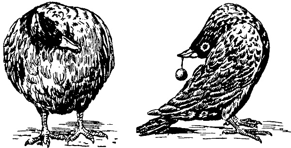 Занимательная физиология