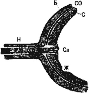 Занимательная физиология