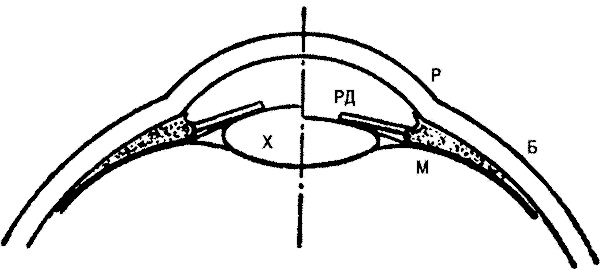 Занимательная физиология
