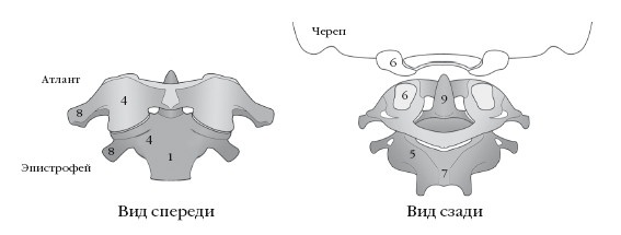 Диагностика и лечение позвоночника. Уникальная система доктора А. М. Уриа Диагностика и лечение позвоночника. Уникальная система доктора А. М. Уриа