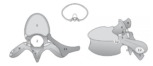 Диагностика и лечение позвоночника. Уникальная система доктора А. М. Уриа Диагностика и лечение позвоночника. Уникальная система доктора А. М. Уриа