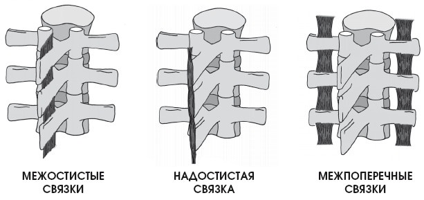 Диагностика и лечение позвоночника. Уникальная система доктора А. М. Уриа Диагностика и лечение позвоночника. Уникальная система доктора А. М. Уриа