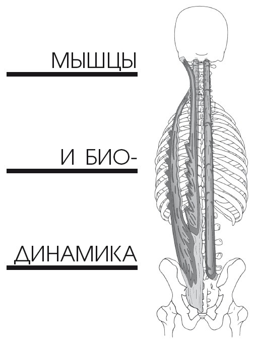 Диагностика и лечение позвоночника. Уникальная система доктора А. М. Уриа Диагностика и лечение позвоночника. Уникальная система доктора А. М. Уриа