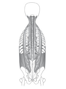 Диагностика и лечение позвоночника. Уникальная система доктора А. М. Уриа Диагностика и лечение позвоночника. Уникальная система доктора А. М. Уриа