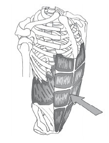 Диагностика и лечение позвоночника. Уникальная система доктора А. М. Уриа Диагностика и лечение позвоночника. Уникальная система доктора А. М. Уриа