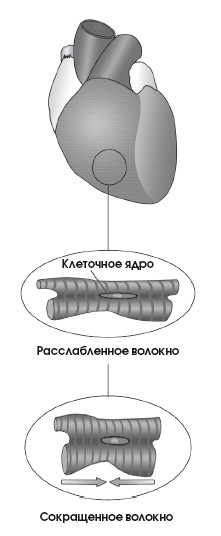 Диагностика и лечение позвоночника. Уникальная система доктора А. М. Уриа Диагностика и лечение позвоночника. Уникальная система доктора А. М. Уриа