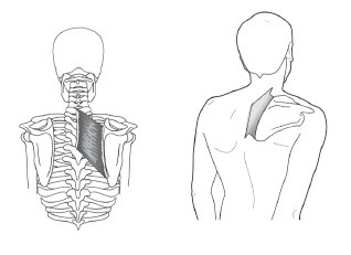 Диагностика и лечение позвоночника. Уникальная система доктора А. М. Уриа Диагностика и лечение позвоночника. Уникальная система доктора А. М. Уриа