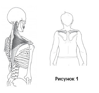 Диагностика и лечение позвоночника. Уникальная система доктора А. М. Уриа Диагностика и лечение позвоночника. Уникальная система доктора А. М. Уриа