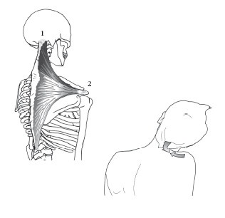 Диагностика и лечение позвоночника. Уникальная система доктора А. М. Уриа Диагностика и лечение позвоночника. Уникальная система доктора А. М. Уриа