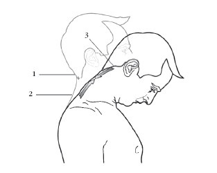 Диагностика и лечение позвоночника. Уникальная система доктора А. М. Уриа Диагностика и лечение позвоночника. Уникальная система доктора А. М. Уриа