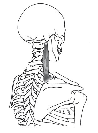 Диагностика и лечение позвоночника. Уникальная система доктора А. М. Уриа Диагностика и лечение позвоночника. Уникальная система доктора А. М. Уриа