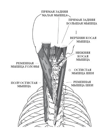 Диагностика и лечение позвоночника. Уникальная система доктора А. М. Уриа Диагностика и лечение позвоночника. Уникальная система доктора А. М. Уриа