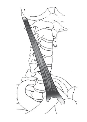 Диагностика и лечение позвоночника. Уникальная система доктора А. М. Уриа Диагностика и лечение позвоночника. Уникальная система доктора А. М. Уриа