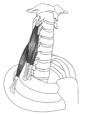 Диагностика и лечение позвоночника. Уникальная система доктора А. М. Уриа Диагностика и лечение позвоночника. Уникальная система доктора А. М. Уриа